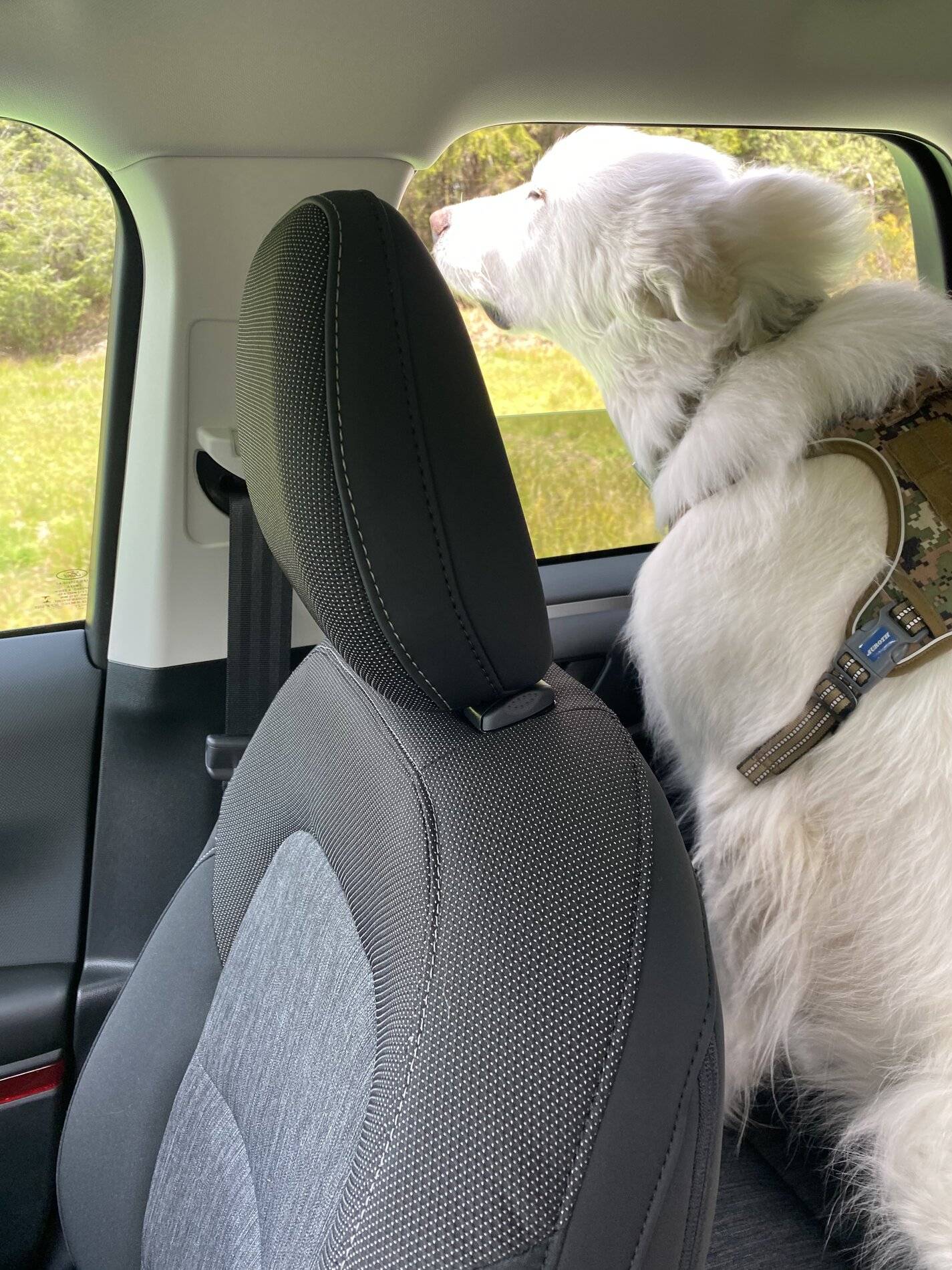 Ford Bronco Sport Show me your dogs!! 29B429B2-93D6-46B4-AD32-306E0710B37C