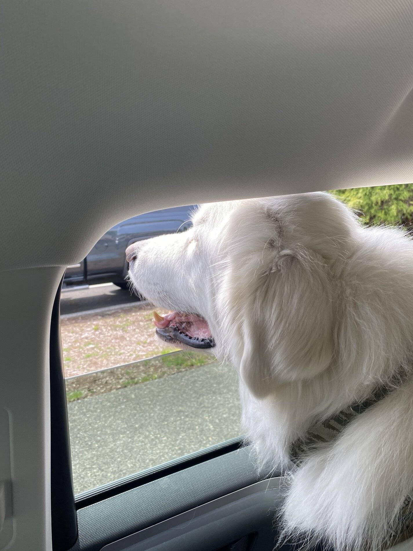 Ford Bronco Sport Show me your dogs!! 6DD2CFFF-6C80-4276-840E-F49488FD1527