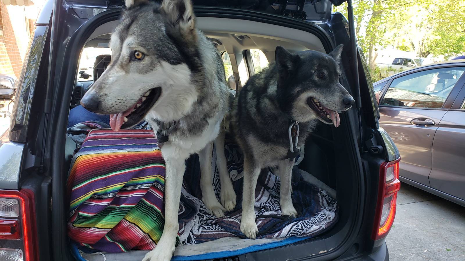 Ford Bronco Sport Show me your dogs!! signal-2021-05-01-170926