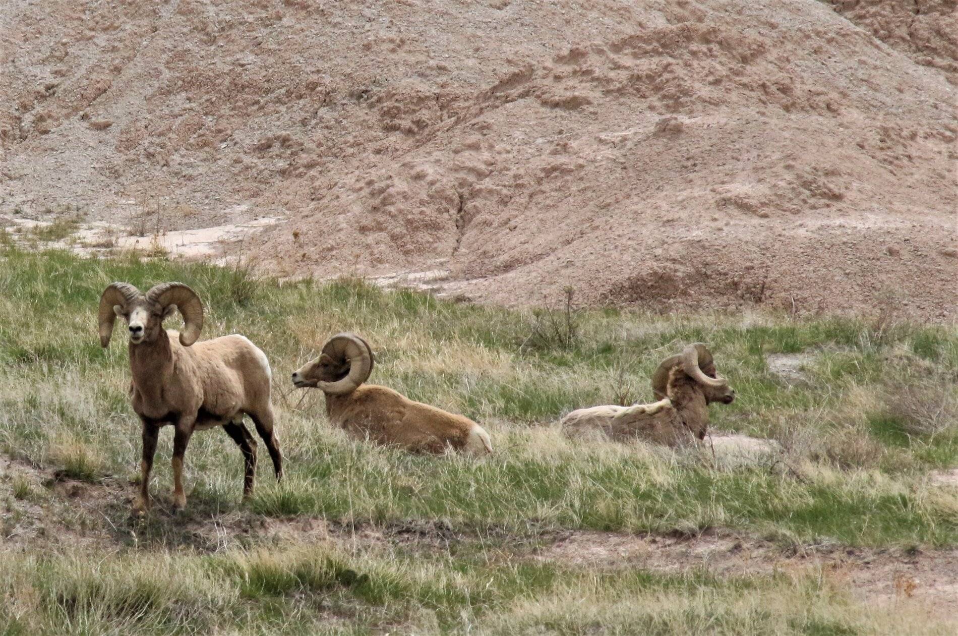 Ford Bronco Sport Photos of Bronco Sports in the Wild IMG_3816 (2).JPG