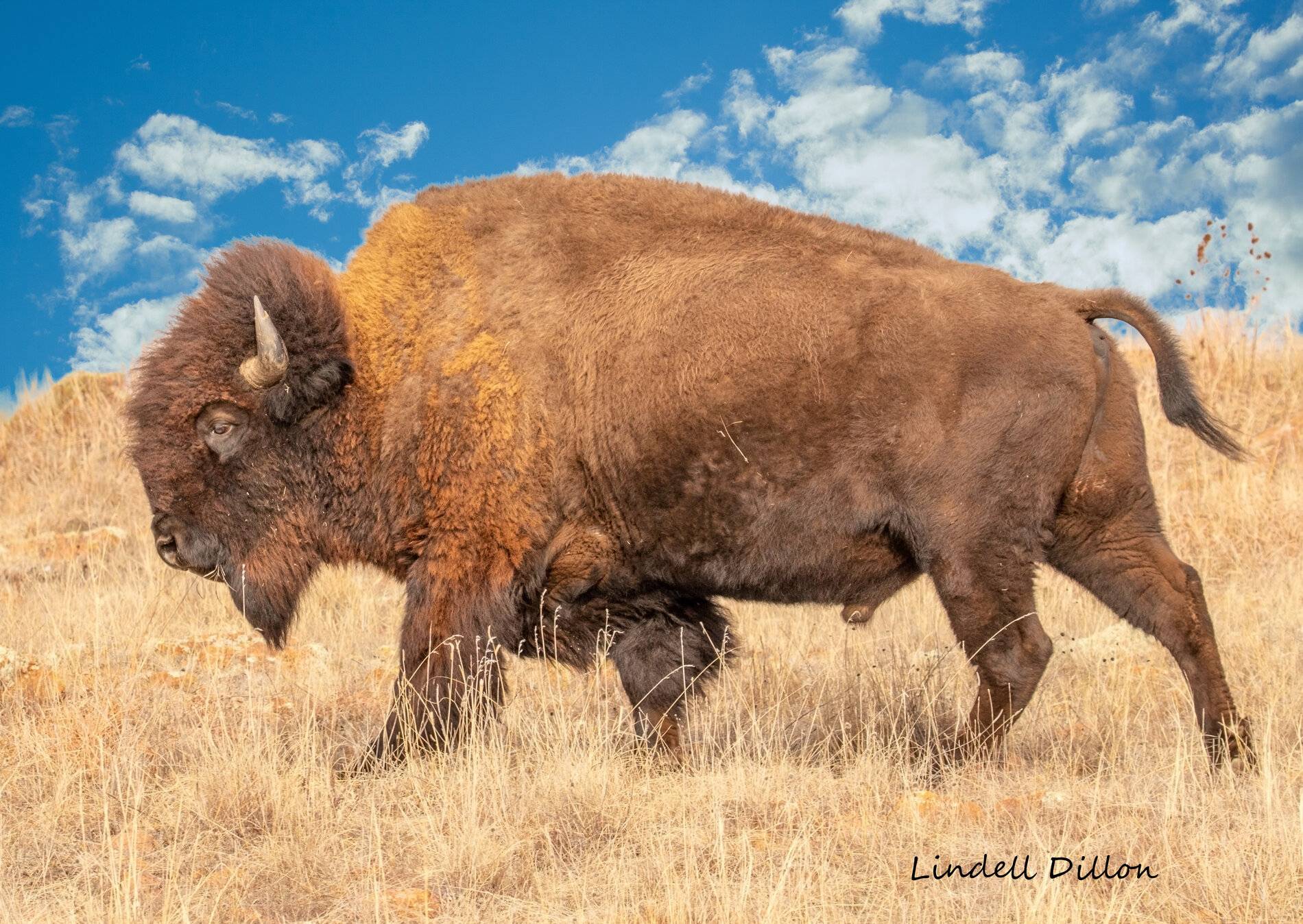 Ford Bronco Sport Photos of Bronco Sports in the Wild 51020077112_70371954ce_o (2)