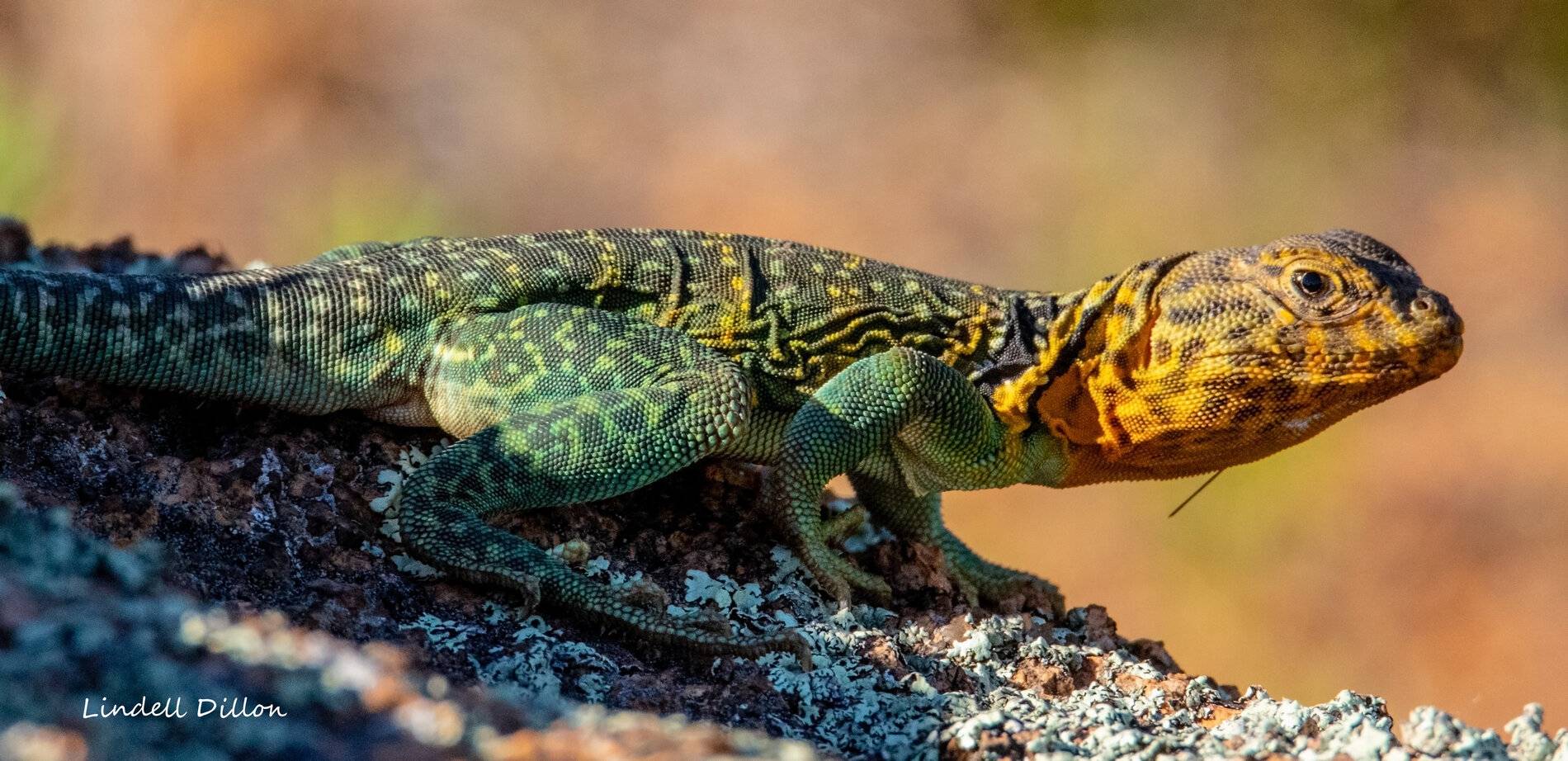 Ford Bronco Sport Photos of Bronco Sports in the Wild 49849374713_05e6481cde_o