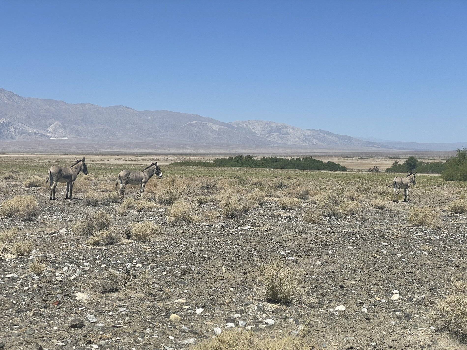 Ford Bronco Sport Steel 16” wheels! D165FC97-1353-4432-9E1B-DC36A6DB6182