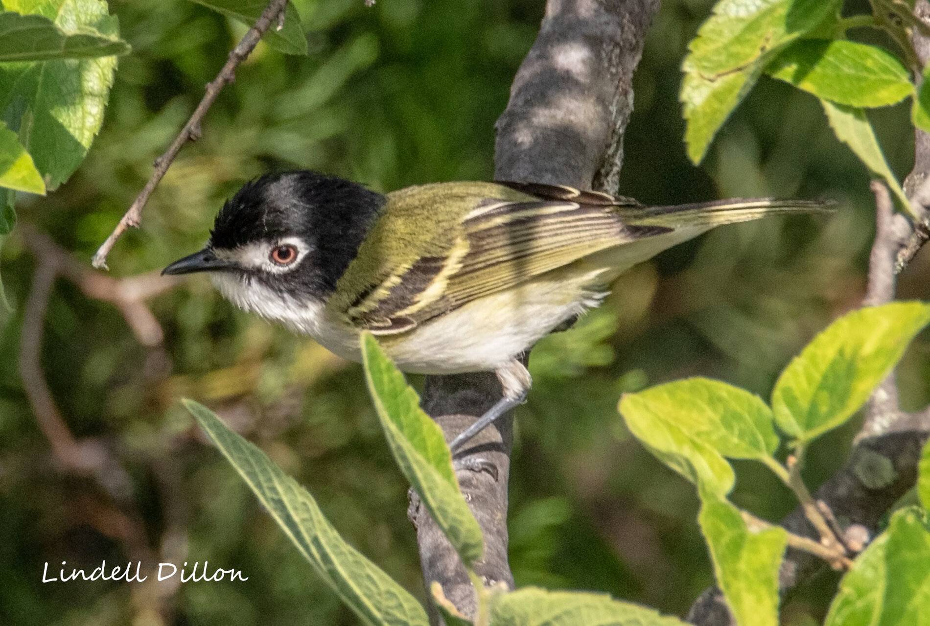 Ford Bronco Sport Post the best photos you've got of your Bronco Sport 49973570457_2478074f7a_o
