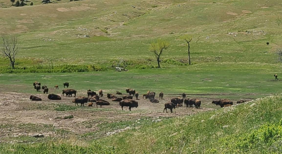 Ford Bronco Sport Trip through the Badlands and Black Hills of SD with my BS FE. 20210530_130543